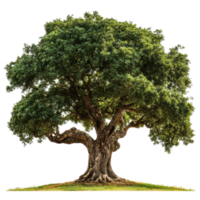 Majestic tree with a large trunk standing alone in a lush green field under clear sky, tree with a large trunk and a very large trunk Transparent background png