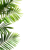 Palm leaf border creating a natural frame on a bright Transparent background for design purposes, palm leaf border isolated on background png