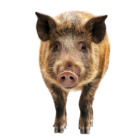 Wild boar stands alone on a Transparent background showcasing its features and texture, Wild Boar isolated on background png
