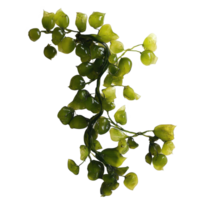 Unique sea grapes seaweed displayed on a white surface showcasing its natural green color and texture, Sea grapes seaweed on Transparent background png