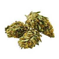 Medical marijuana buds isolated on Transparent background highlighting their texture and color in detail, medical marijuanaisolated on background png