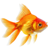 Goldfish swims gracefully in isolation against a clean white background showcasing its vibrant colors, Gold fish Isolationisolated on white background png