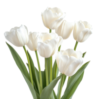 White tulips in closeup focus on elegant flowers against pure Transparent background for fresh decor ideas, Closeup red tulips isolated on background png
