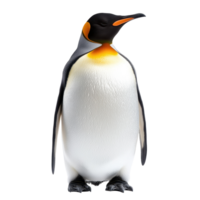 King penguin standing gracefully isolated against a Transparent background showcasing its unique features, King penguin isolated on background png