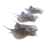 Stingrays swimming gracefully against a Transparent background showcasing their unique features, Stingrays with background png