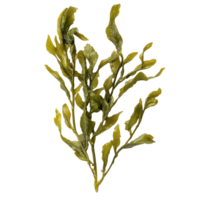 Seaweed cluster displayed against a Transparent background showcasing its natural texture and vibrant color, seaweed isolated on background png