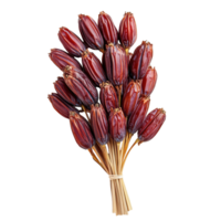 Raw red date palm bunch isolated on Transparent background showcasing rich color and texture, red raw date palm isolated on background png