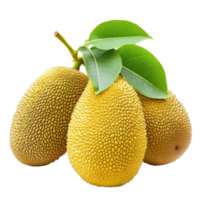 Fresh jack fruits isolated against a clean white background showcasing unique texture and shape, fresh jack fruits isolated on white background png