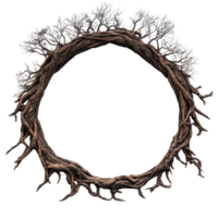 Unique circular arrangement of tree roots isolated on white background showcasing natural artistry and texture, circle tree rootsisolated on white background png