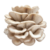 Fresh oyster mushroom displaying delicate layers and unique shape on Transparent background, oyster mushroom isolated on background png