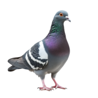 Grey pigeon standing isolated on a white background showcasing its vivid plumage and unique features, grey pigeon isolated on white background png