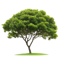 Dense green leafed tree stands majestically against a plain Transparent background creating a striking visual impact, Isolated image dense green leafed tree on a background png