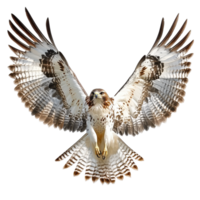 Majestic bird of prey soaring with outstretched wings against a white backdrop, large bird prey with spread wings, Transparent background png
