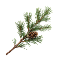 Pine branch with lush green needles and a detailed cone isolated on a Transparent background, pine branch with needles and cones file of isolated object on background png