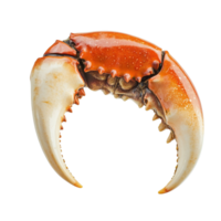 Crab claw displayed on a clean Transparent background highlighting its natural texture and vibrant colors, Crab claw isolated on background png