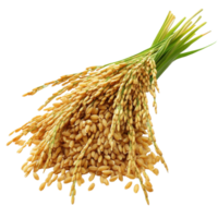 Paddy rice harvested and displayed on a Transparent background ready for culinary use, paddy rice isolated on on background png