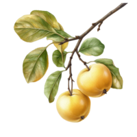 Chinese pear hanging on branch with green leaves against white background, Chinese pearisolated on white background png
