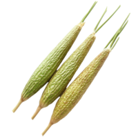 Fresh sesame pods on white background showcasing vibrant green color and unique texture, Fresh sesame pods isolated on white background png