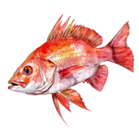 Red snapper fish displayed against a clean Transparent background showcasing its vibrant colors and details, red snapper fish isolated on background png