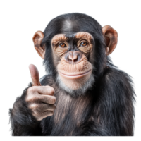 Chimpanzee giving a thumbs up isolated on white background showcasing a friendly expression and playful attitude, Chimpanzee Giving Thumbs Up Isolated on white background png