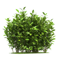 Bush with dense green leaves showcasing vibrant foliage in a bright natural setting, Image a bush with beautiful leaves growing densely isolated on white background png