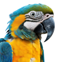 Vibrant closeup of a parrot showcasing stunning colors and intricate details on a Transparent background, Closeup view a parrot isolated on a isolated on background png