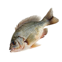 Tilapia fish isolated on Transparent background showcasing distinct features and color patterns, tilapia fish isolated on background png