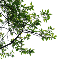 Branch adorned with vibrant green leaves against a bright white backdrop in daylight, Isolated image a branch with leaves a large tree on a white background png