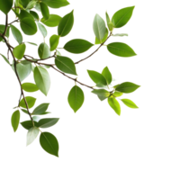 Closeup of vibrant green leafy branches against a bright Transparent background showcasing natural beauty, Closeup view green leafy branches isolated on background png