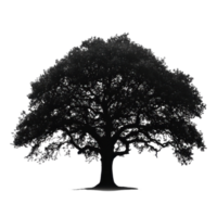 Large tree silhouette stands out against a Transparent background in a minimalist natural representation, Picture big tree silhouette isolated on background png