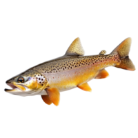 Live fish displayed on Transparent background showcasing unique colors and patterns, mushrooms isolated on aisolated on background png