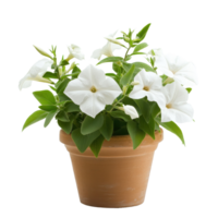 Blooming white flowers in a terracotta pot showcasing nature s beauty in intricate detail, Closeup view blooming white flowers grown in pots isolated on Transparent background png