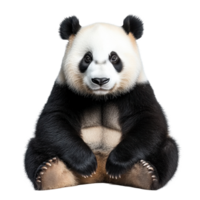 Panda sitting calmly against an isolated Transparent background, showcasing its distinctive black and white fur, Panda isolated background png