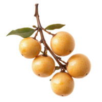 Fresh longan fruits hanging on a branch against a white background showcasing their unique texture and color, fresh longan on white background png
