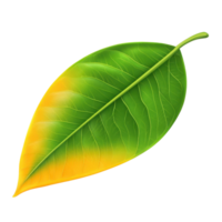 Vibrant mango leaf displaying lush green and yellow hues against a Transparent background, Mango leafisolated on background png