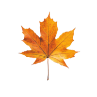 Vibrant maple leaf showcasing autumn colors against a Transparent background, maple leaf in autumn fall colour top view White background png