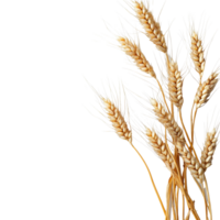 Ear wheat isolated on a Transparent background showcasing its natural elegance and texture in a minimalistic style, Ear wheat isolated on background png