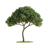 Green tree with lush foliage isolated on a white background creates a serene and natural effect, green tree flat 3d isolated on white background png