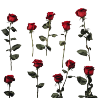 Beautiful arrangement of red roses on a Transparent background for special occasions, Multiple red roses background png