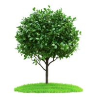 Bush thriving with vibrant green leaves on a white background with lush grass at the base, Image a group marine fish isolated on a white background png