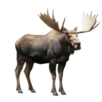 Majestic moose standing gracefully in a natural setting with impressive antlers and strong physique, Majestic Moose, Wild Animals in Various Poses, isolated on Transparent background png