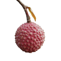 Fresh lychee fruit hanging from a branch, showcasing its unique texture and vibrant color, Lychee isolated on alpha layer png