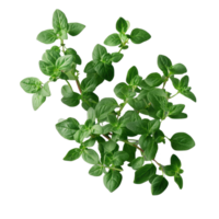 Fresh oregano herb displayed on a light background, perfect for culinary use and recipes, Fresh oregano herb on ransparent png
