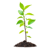 Growing tree with young leaves emerging from rich soil in a bright setting, Isolated image growing tree with young leaves on Transparent background png