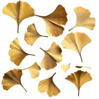 Ginkgo seeds displayed on a white surface showcasing their unique shapes and textures, Ginkgo seedsisolated on white background png