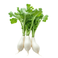 Fresh daikon radishes with greens against a clean Transparent background showcasing their natural shape, Daikon radishisolated on background png
