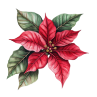Vibrant poinsettia flower and leaves drawn with intricate details for creative designs and decorations, drawing a pointia flower and leaves isolated png