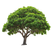 Majestic tree with abundant green leaves standing alone in a bright setting, Isolated image a big tree with beautiful leaves on a white background png