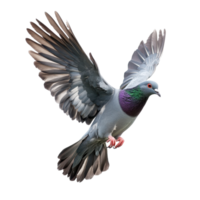 Pigeon soaring gracefully in the sky with wings fully extended and vibrant plumage on display, pigeon flying in the air with its wings spread, Transparent background png