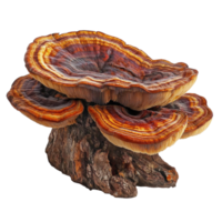 Lingzhi mushroom Ganoderma lucidum displayed on a Transparent background highlighting its unique structure and colors, Lingzhi Mushroom Ganoderma Lucidum on background png